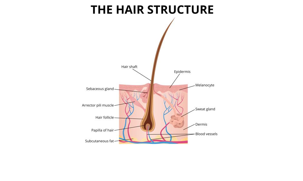 The Science Behind Hair Growth: What You Need to Know